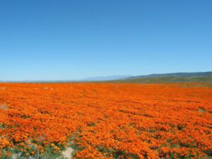 California wildflower field with bright orange flowers on green hills